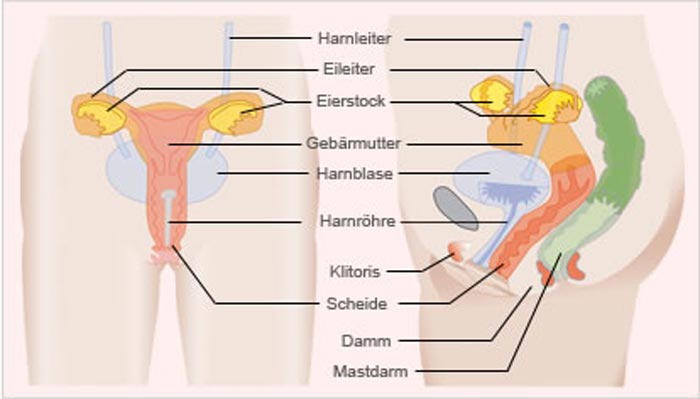sexualmedizin.com - Sexualorgane der Frau Innere Geschlechtsorgane